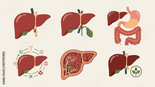 Human Liver Anatomy Medical Illustration Set.