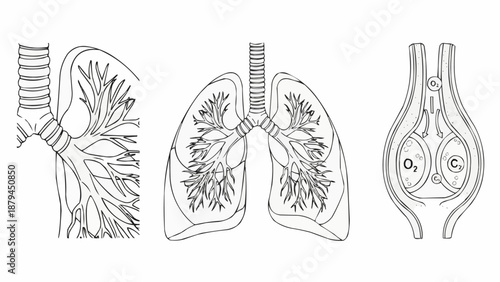 Human Lungs Anatomy Diagram Showing Bronchioles and Alveoli.
