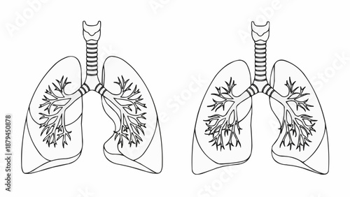 Human Lungs Anatomy Illustration Line Art.
