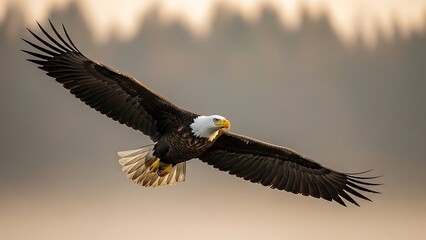 Bald Eagle Soaring Through the Sky.