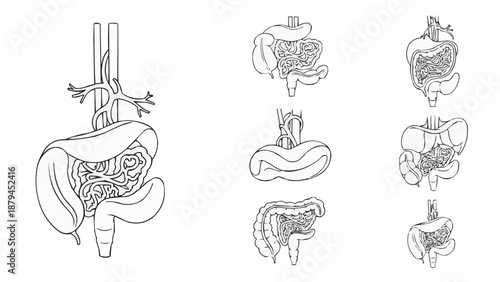 Human Digestive System Anatomy Illustration Line Art.
