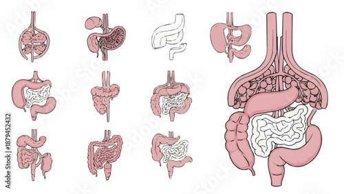 Human Digestive System Anatomy Illustration Set.