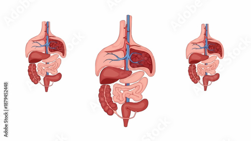 Human Digestive System Anatomy Illustration.