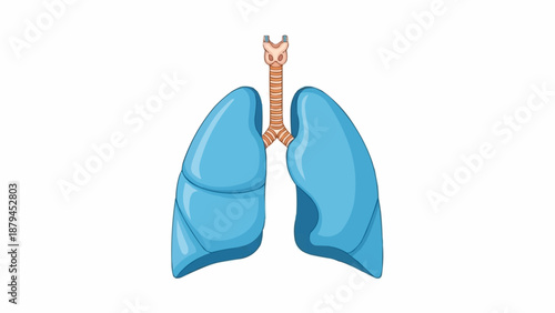 Illustration of human lungs and trachea on white background.