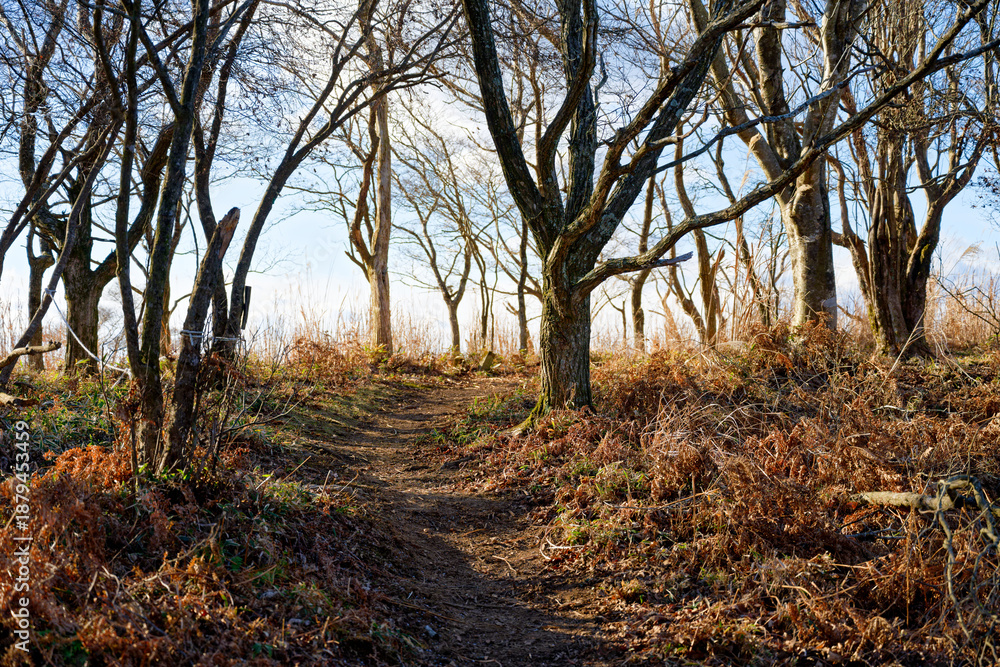 Obraz premium るり渓深山ハイキングコース