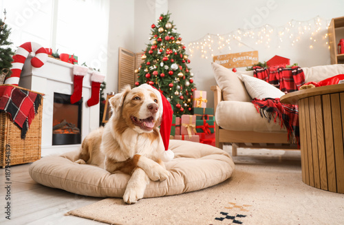 Australian Shepherd dog in ...