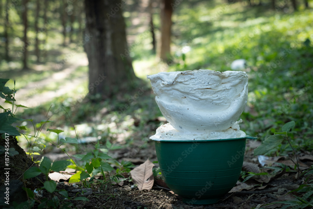 Obraz premium Para rubber cup lump sitting on grass outdoors in plantation