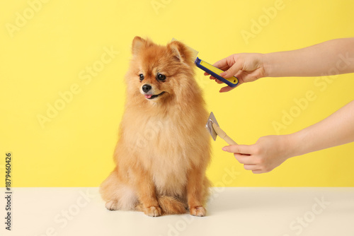 Female groomer brushing cut...