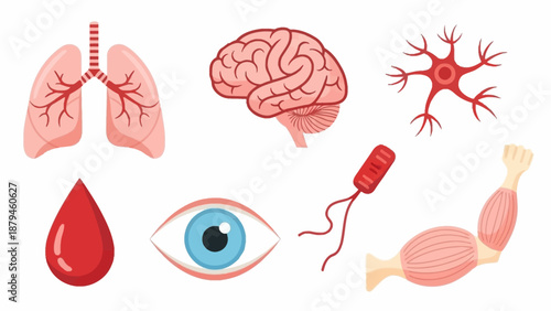 Illustrative Set of Human Organs, Tissues, and a Bacterium for Biology Lessons