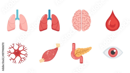 Illustrative Set of Key Human Body Organs and Biological Structures for Medical Study