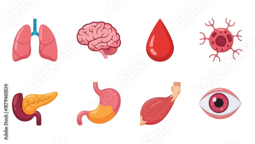 Collection of Human Internal Organs, Cells, and Blood Drop Illustrations for Medical and Biology Education