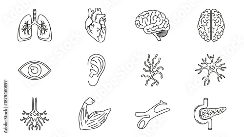 Diverse Science and Health Line Art Icons Featuring Anatomy and Daily Objects