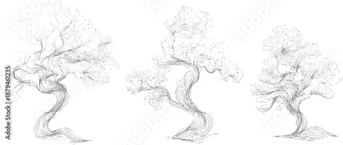 Three stylized bonsai-like trees with intricate swirling line patterns forming their trunks and canopies in a grey on white