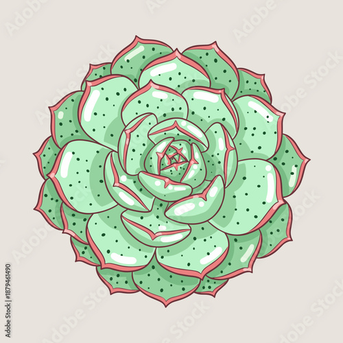 Top view of a beautiful green succulent plant illustration with pink edges and dots in a clean vector style isolated on a light neutral background.