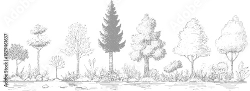 Artistic monochrome of a variety of deciduous and coniferous trees with detailed foliage and undergrowth, presented in a horizontal line style