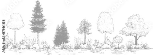 A line of a variety of trees with different shapes and textures, including coniferous and deciduous types, with natural ground cover and water