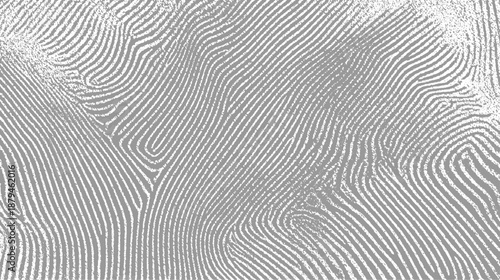 Detailed abstract fingerprint-like pattern of swirling grey lines on a white background creating a complex organic texture