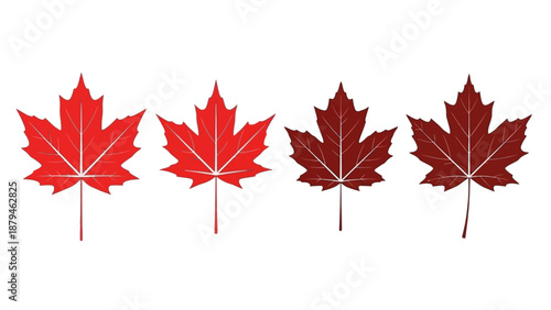 Collection of Four Canadian Maple Leaves in Different Shades of Red on White
