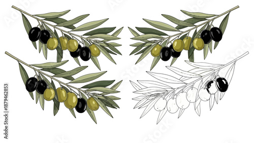 Olive branches with black and green olives and sketch illustration