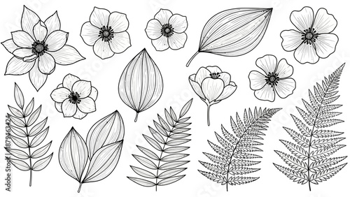 Botanical Art Collection: Assorted Flowers and Ferns in Detailed Outline Style