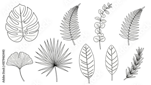 Collection of Hand-Drawn Botanical Illustrations of Various Tropical and Deciduous Leaves