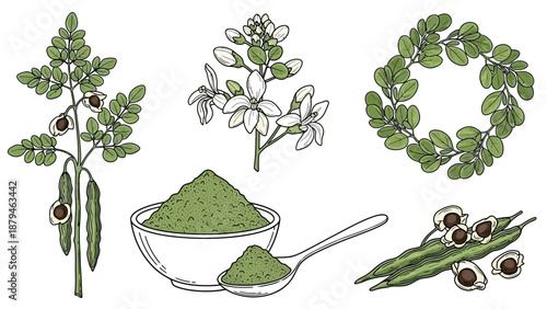 Moringa Oleifera Plant Parts, Flowers, Leaves, Pods, Seeds, and Powdered Greens