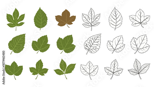 Collection of Various Green and Brown Leaves in Flat Design Style