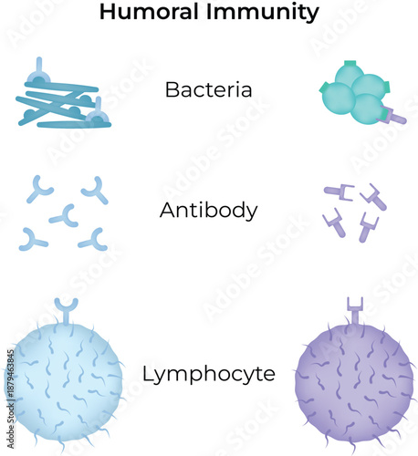 Humoral Immunity Bacteria Antibodies and Lymphocytes