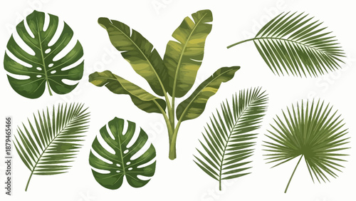 Collection of Exotic Tropical Leaves and Banana Plant Branches on White Background