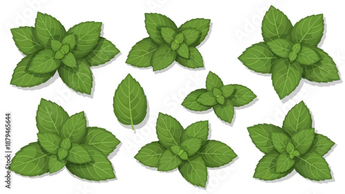 Top View of Fresh Green Mint Leaves Arranged Artistically on a White Background