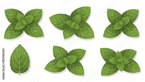 Collection of Fresh Mint Leaves Isolated on White Background, Top View