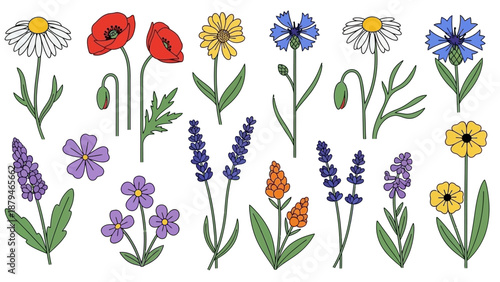 Collection of Wildflowers: Poppies, Lavender, Daisies, Cornflowers and Chamomile