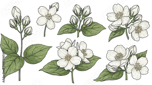 Collection of Jasmine Flowers and Buds with Green Leaves, Botanical Illustration