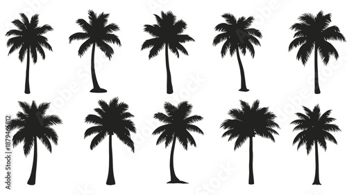 Set of Black Silhouette Palm Trees on White Background, Tropical Vegetation Icons