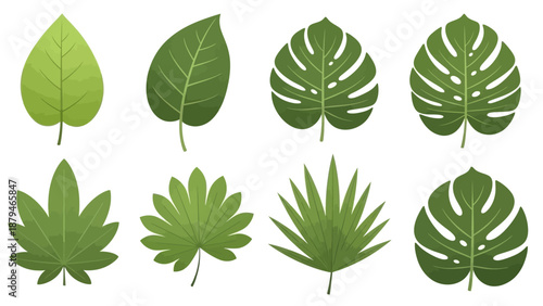 Collection of Diverse Green Tropical Leaves and Exotic Plant Foliage
