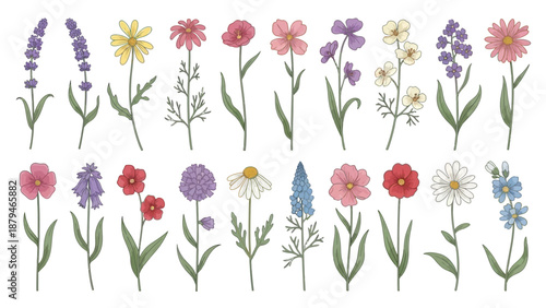 Collection of Various Hand-Drawn Spring and Summer Wildflowers in Vector
