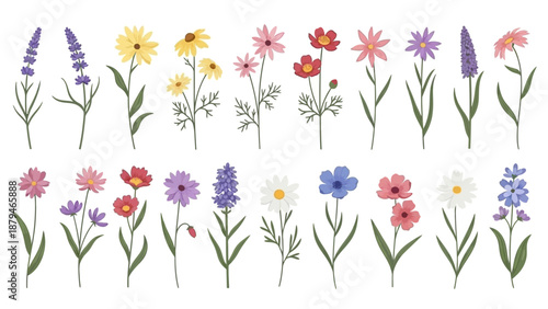 Collection of Diverse Spring Wildflowers and Garden Blooms on White Background