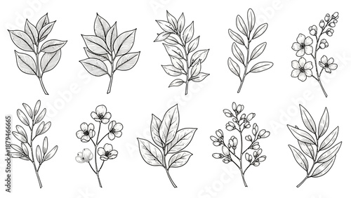 Collection of Hand-Drawn Botanical Elements: Leaves and Flowers for Decorative Design