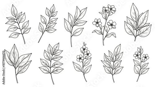 Collection of Hand-Drawn Botanical Elements and Floral Sprigs with Leaves
