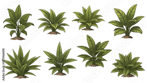 Collection of Diverse Green Leafy Plants and Bushes Growing in Soil on White Background