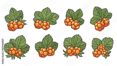 Set of Hand-Drawn Cloudberry Clusters with Green Leaves Isolated on White