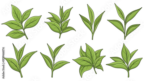 Collection of Green Tea Leaves and Branches for Natural Beverage and Herbal Infusion Concepts