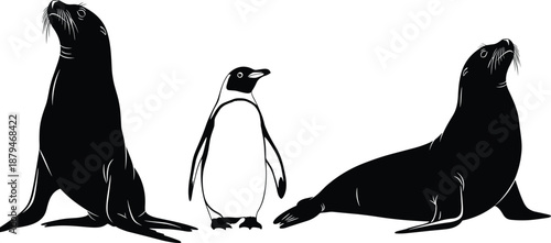 Silhouettes of two sea lions and a penguin in black and white, marine animal vector art for wildlife and education themes