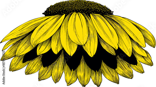 A vibrant illustration showcasing a layered sunflower with contrasting yellow petals and a dark center