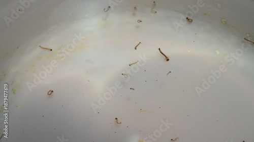 Video recording of mosquitoes flicking in water with a white background on a horizontal screen