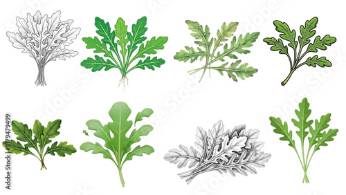 Collection of illustrations of fresh green arugula leaves and plants in various styles
