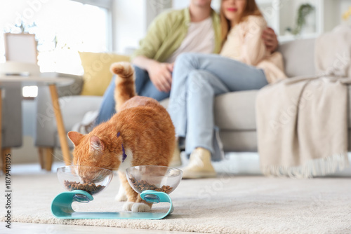 Cute cat eating from bowl a...