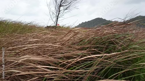 leaves blown by the wind 