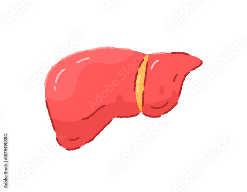 Illustration of a liver organ. Normal and healthy liver. Awareness of liver health. Flat outline crayon style illustration. Symbol, sticker, clip art, element. White background