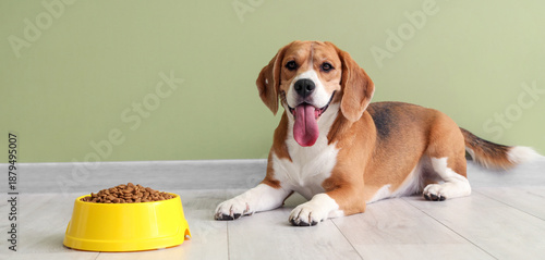 Adorable Beagle dog lying with bowl of dry food near green wall at home © Pixel-Shot